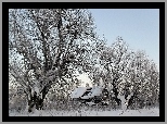 Ośnieżone, Drzewa, Ruina, Chaty