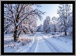 Zima, Droga, Śnieg, Ośnieżone, Drzewa, Krzewy, Trawa