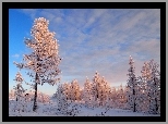 Zima, O�nie�one, Drzewa