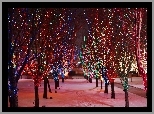 Oświetlone, Drzewa, Alejka, Świątecznie, Śnieg