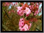 Kwitnąca, Gałązka, Drzewo owocowe, Wiśnia japońska