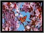 Drzewo owocowe, Gałązki, Kwitnąca, Wiśnia, Motyl, Rusałka pawik