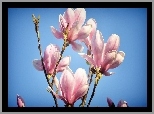 Magnolia, Pączki, Wiosna