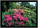 Pałac, Wiosna, Park, Rododendrony