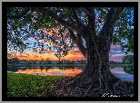 Stany Zjednoczone, Floryda, Palm Beach Gardens, Park Stanowy Lake Catherine, Drzewo figowe, Jezioro
