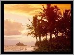 Hawaje, Palmy, Plaża