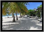 Palmy, Plaża, Wyspa Kuredu, Malediwy