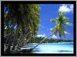 Wyspa, Palmy, Ocean
