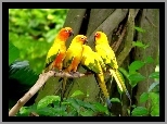 Kolorowe, Papugi, Drzewo