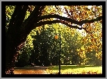 Park, Drzewa, Dąb, Latarnia, Aleja, Ławki