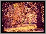 Park, Drzewa, Alejki, Jesień