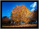 Park, Drzewa, Liście, Alejki, Jesień