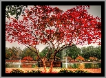 Park, Drzewo, Ławka, Jesień