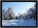 Park, Drzewa, Droga, Ławki, Zima