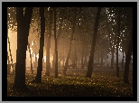 Park, Mgła, Drzewa, Ławki, Trawa