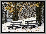 Park, Drzewa, Ławki, Zima
