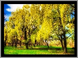 Park, Ławki