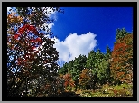 Park, Kolorowe, Drzewa, Chmury, Jesień