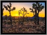 Stany Zjednoczone, Kalifornia, Park Narodowy Joshua Tree, Wschód słońca, Drzewa Jozuego, Wzgórza, Trawa