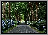 Park, Niebieskie, Kwiaty, Drzewa, Droga