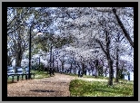 Park, Kwitnące, Drzewa, Ławki