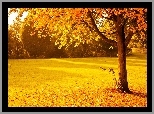 Park, Liście, Drzewa, Jesień