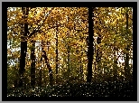 Park, Żółte, Liście, Drzewa, Jesień