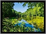 Park, Staw, Roślinność, Drzewa, Liście
