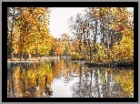 Park, Staw, Drzewa, Gęsi