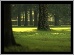Park, Drzewa