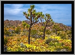 Stany Zjednoczone, Kalifornia, Park Narodowy Joshua Tree, Jukki krótkolistne, Drzewo Jozuego, Roślinność, Wzgórza