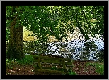 Park, Rzeka, Drzewo, Ławka