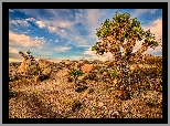 Drzewo Jozuego, Jukka krótkolistna, Pustynia, Park Narodowy Joshua Tree, Kalifornia, Stany Zjednoczone