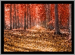 Jesień, Park, Drzewa, Czerwone, Liście, Droga, Słoneczny, Dzień