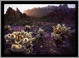 Góry, Promienie słońca, Kaktusy cholla, Park Narodowy Saguaro, Stan Arizona, Stany Zjednoczone