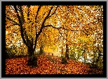 Park, Drzewa, Jesień, Liście