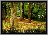 Jesienny, Park, Drzewa