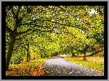 Park, Alejka, Drzewa, Kolorowe, Liście