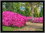 Park, Rododendrony, Drzewa, Krzewy, Alejka
