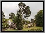 Park, Drzewa, Kwitnące, Krzewy, Trawnik