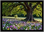 Park, Drzewa, Kwiaty