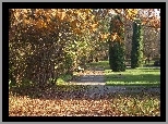 Park, Drzewa, Liście, Jesień