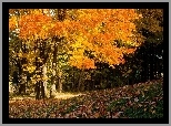 Park, Drzewa, Liście, Jesień