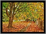 Park, Drzewa, Liście, Jesień