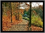 Park, Jesień, Drzewa, Liście, Droga