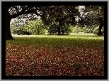 Park, Klomby, Drzewa, Liście, Jesień