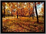 Park, Kolorowe, Drzewa, Liście, Jesień