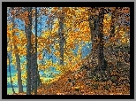 Park, Rzeka, Drzewa, Liście, Jesień