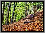 Park, Drzewa, Liście, Schody