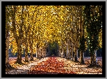Jesień, Park, Alejka, Drzewa, Topole białe, Pożółkłe, Liście